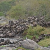  The Serengeti, TZ